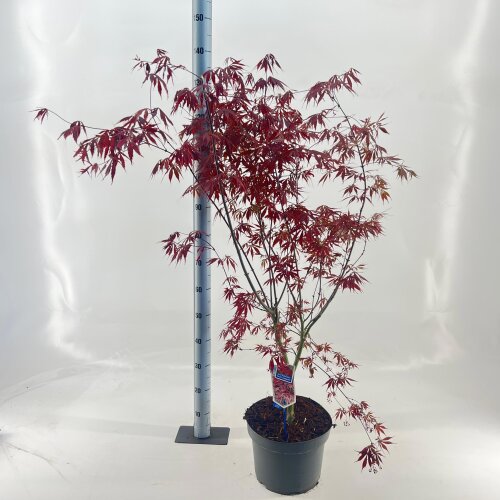 ACERSNAC10L