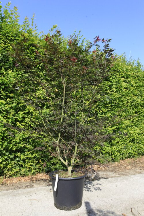 ACERSNAC15050