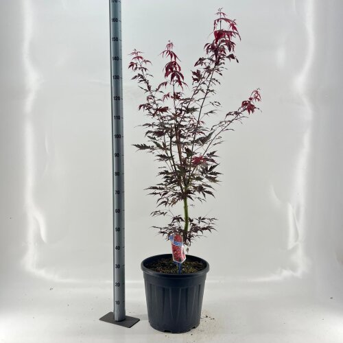 ACERSNAC25L