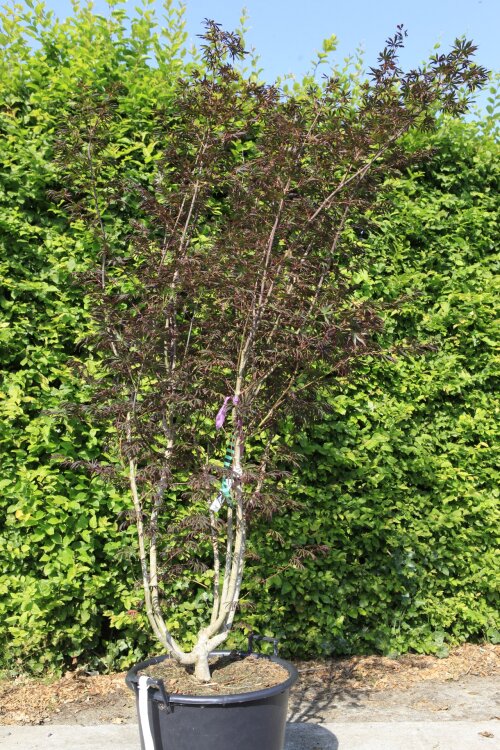 ACERTROC17550