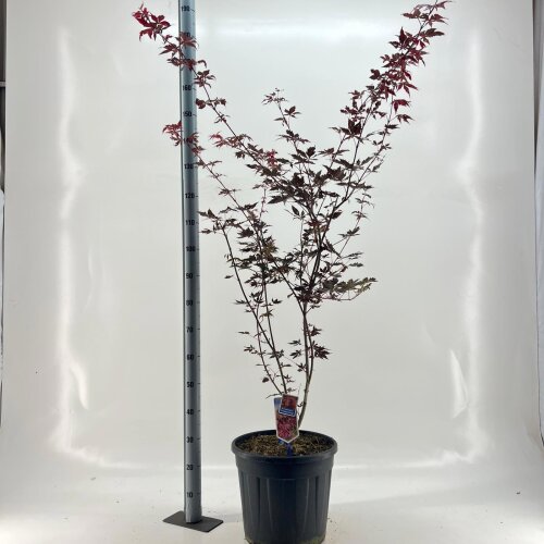 ACERTROC25L