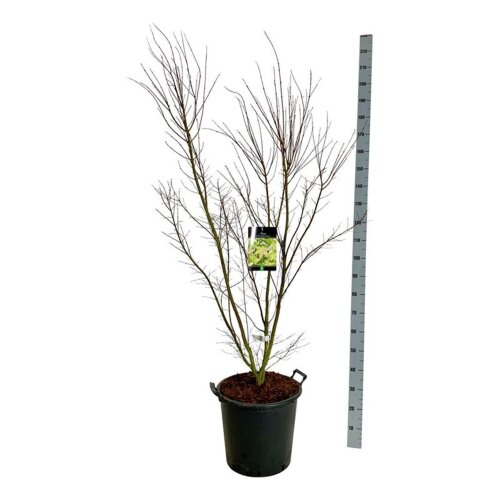 ACERTSIC12530