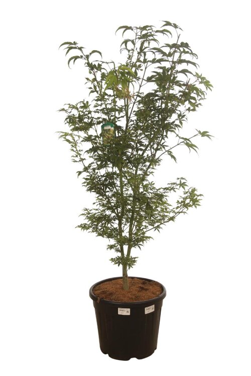ACERUKIC17535