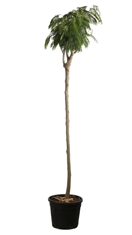 ALBIJOMC1470