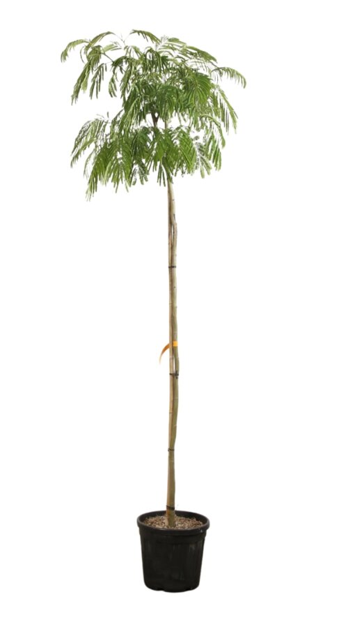 ALBIJOMC830