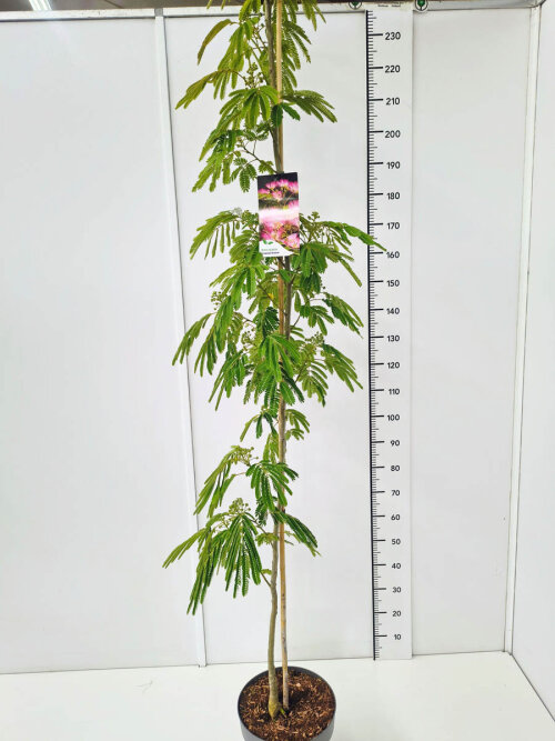 ALBITDRC17512