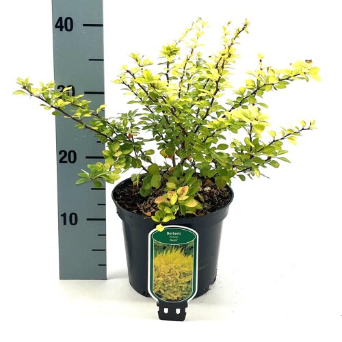 BERBAURC3