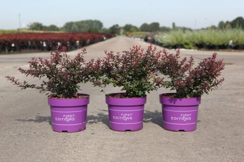 BERBCABC25