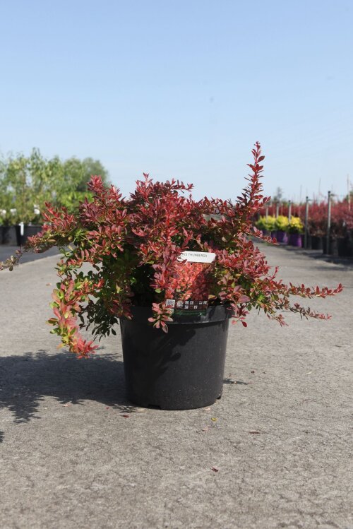 BERBCORC4010