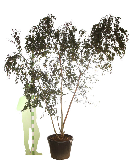 BETURFRCPC250110