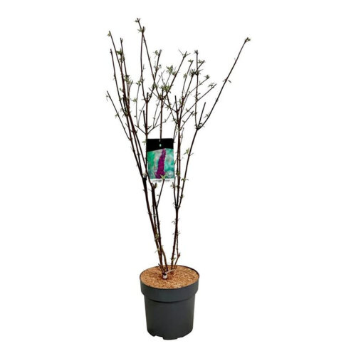 BUDDBKNC10015