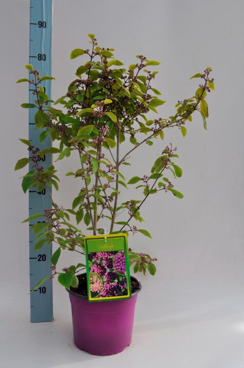 CALIPROBESC3