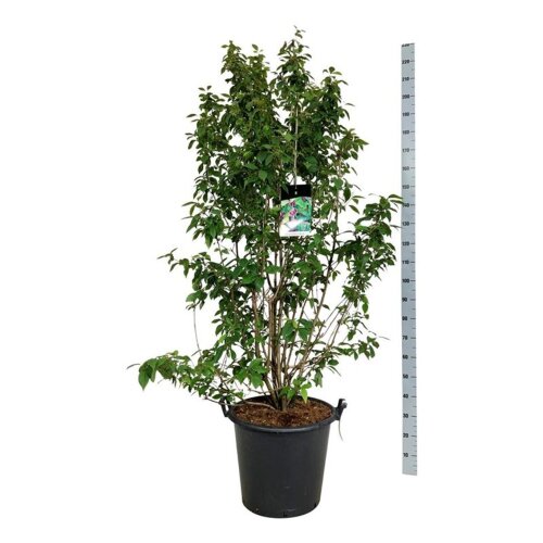 CALIPROC17550