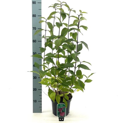 CALIPROC3