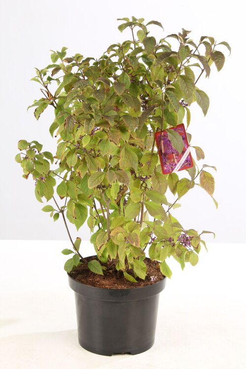 CALIPROC7.5