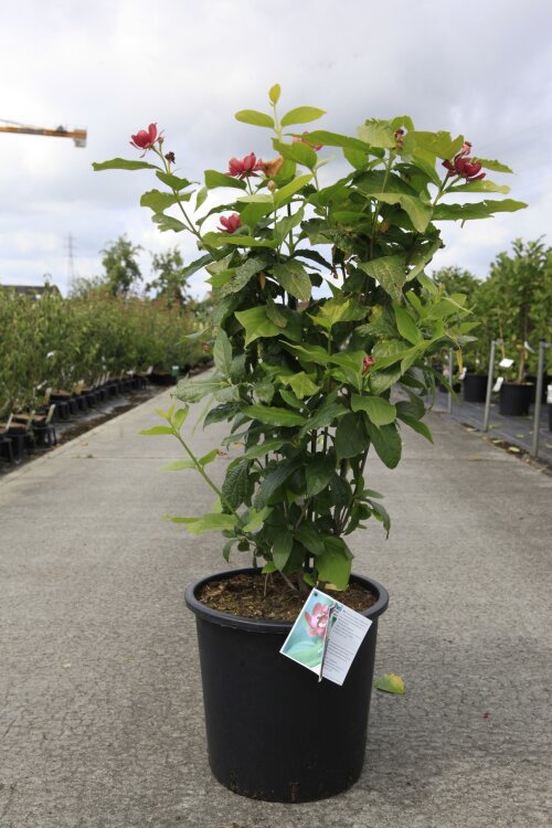 CALYAPHC12525