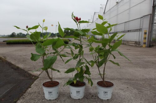 CALYAPHC4