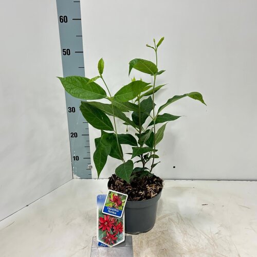 CALYFLOC2