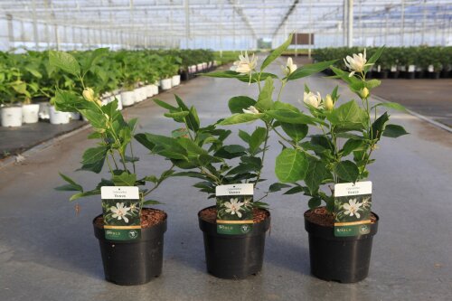 CALYVENC3