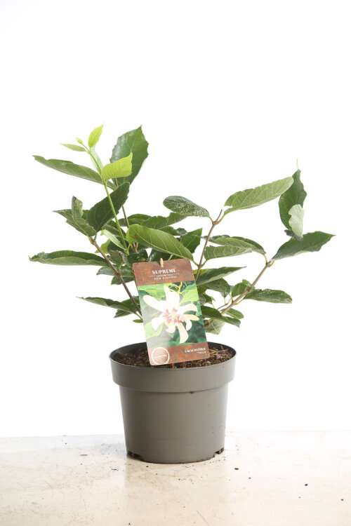 CALYVENC4