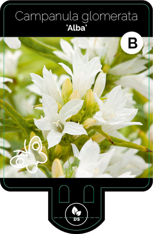CAMPALBP9F
