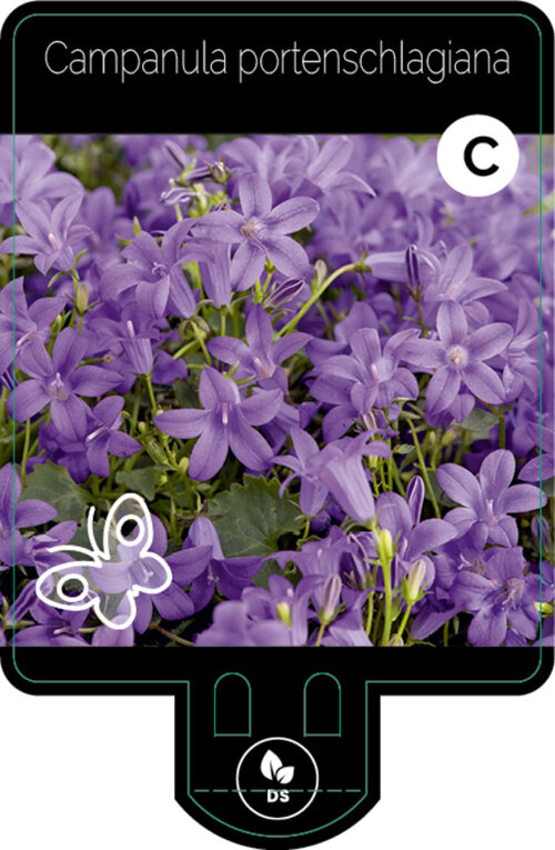 CAMPPORP9F