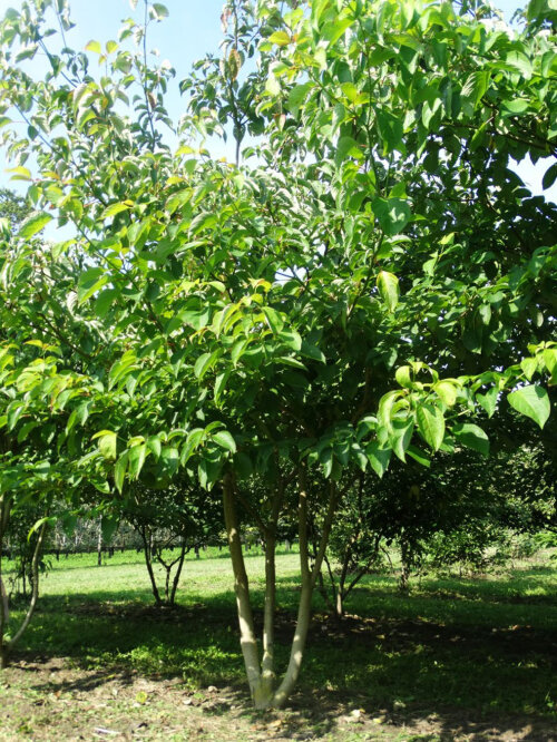 CORNCONCPMG350