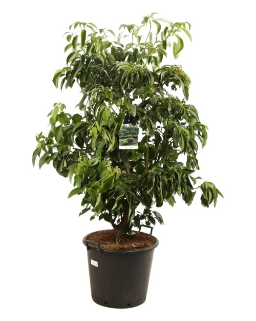 CORNCPAC12550