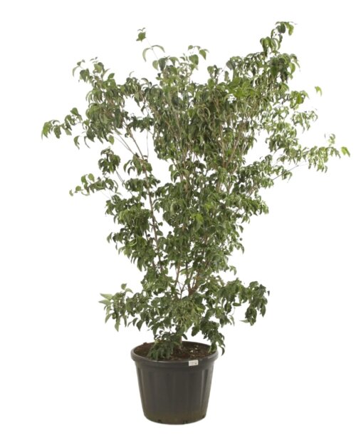 CORNMWAC25080