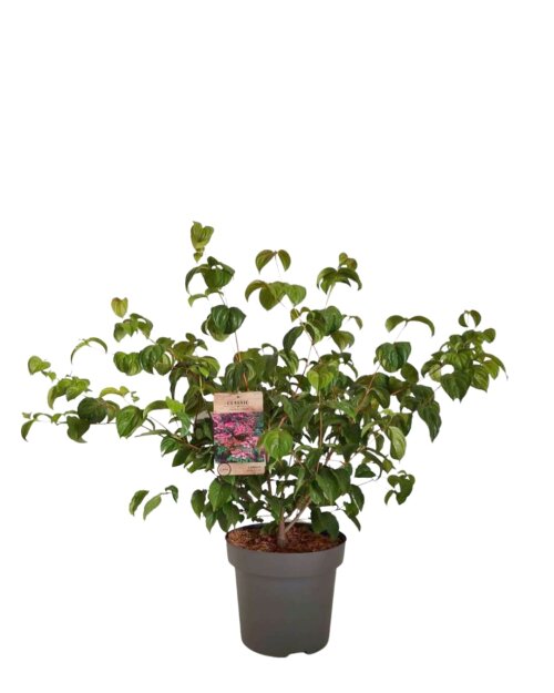 CORNSATC12