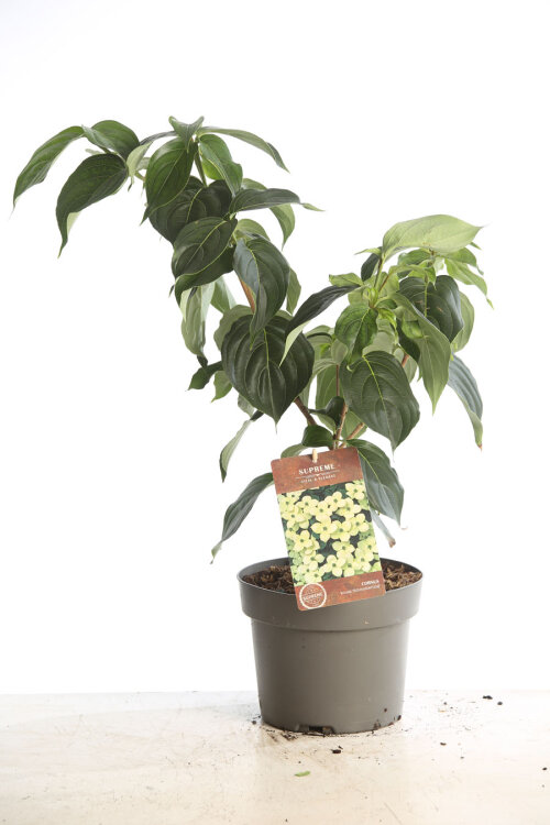 CORNSCHC4