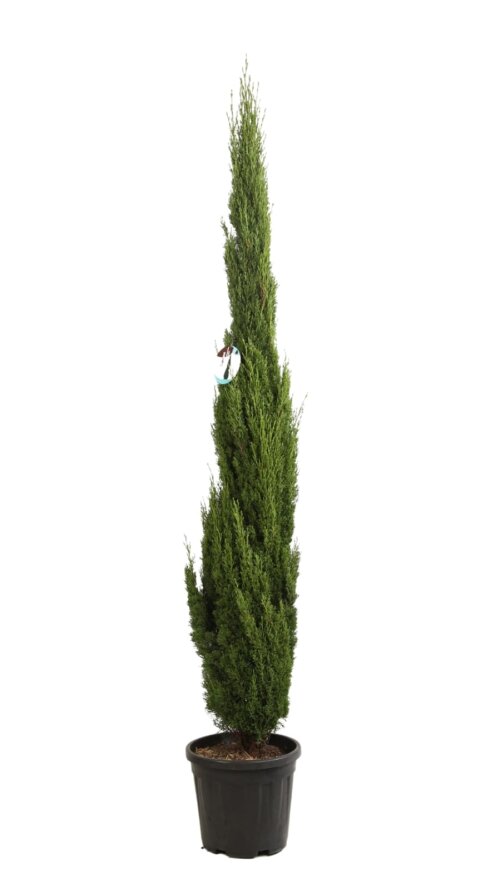 CUPRTOTC15015E