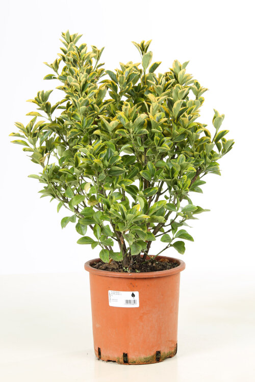 EUONJAUC505