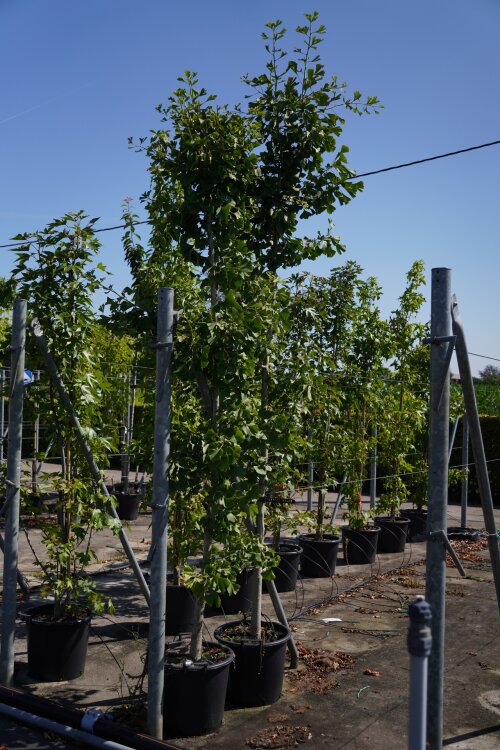 GINKBILC10