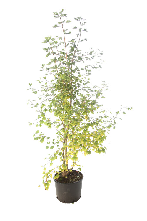 GINKBILC17520
