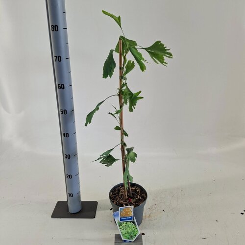 GINKBILC2