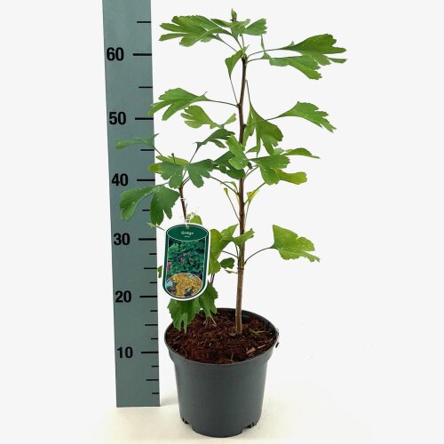 GINKBILC3