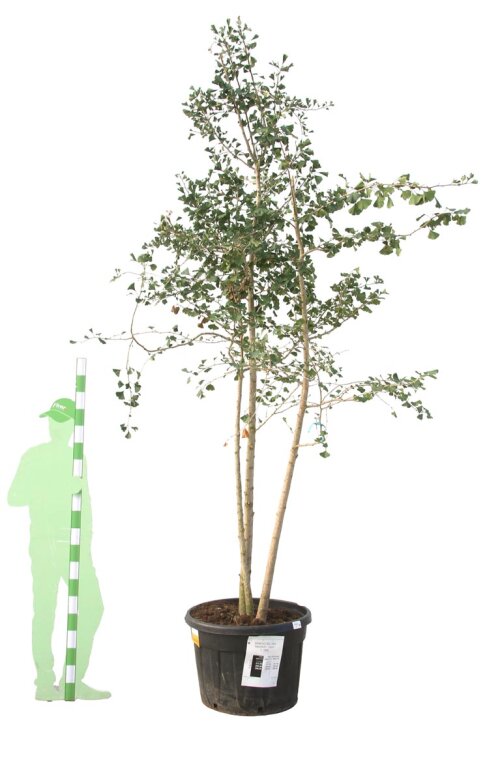 GINKBILCPC350150