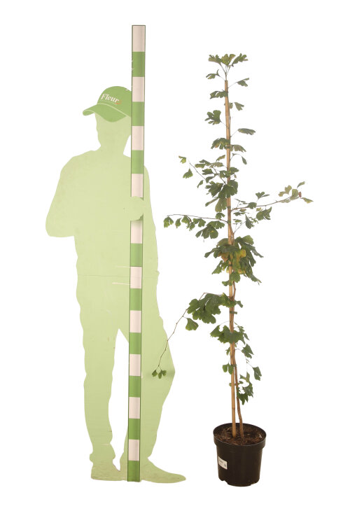 GINKBILTBC150