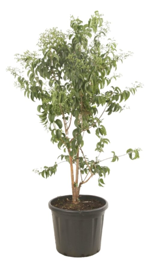 HEPTMICC25080