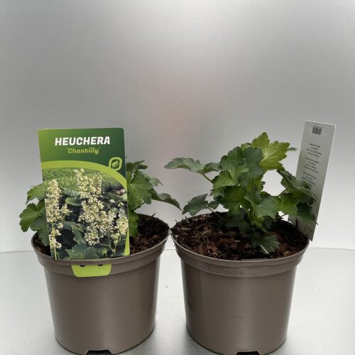 HEUCCHAC2