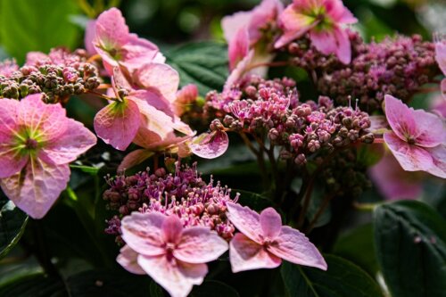 HYDRMPIC5030