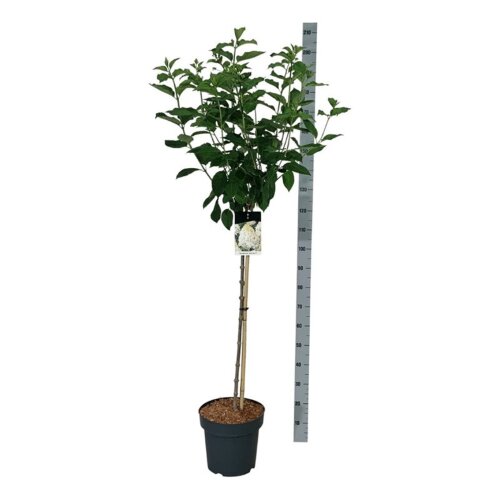 HYDRPBEDC9015