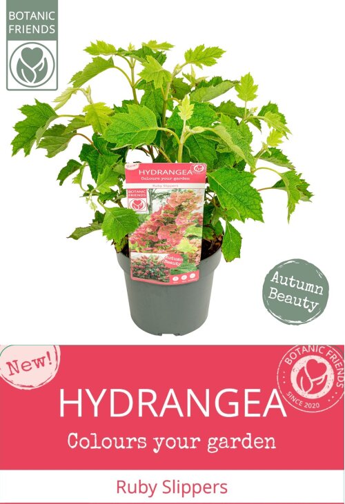 HYDRRSLC3