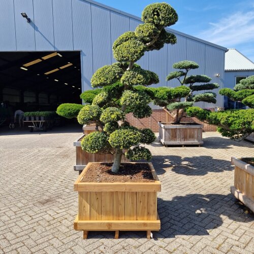 ILEXKIMBONK20090