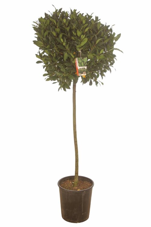 LAURNOBB65T185C