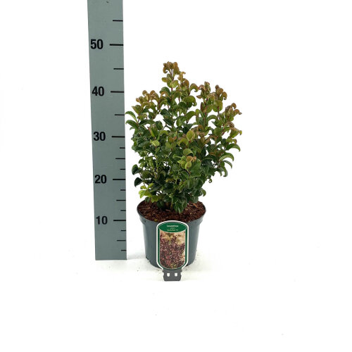 LEUCCREC25