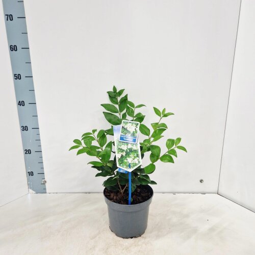LIGUTEXC2