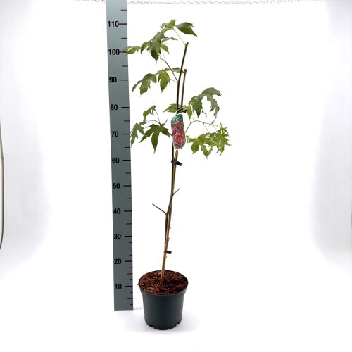 LIQUWORC3
