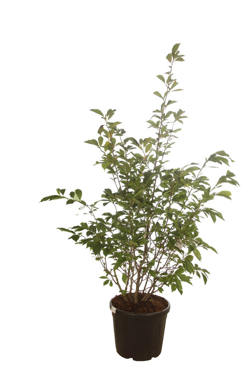 MAGNSOUC15055